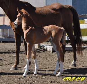 Flash - a couple days old